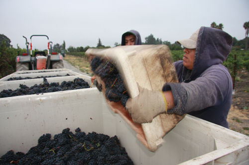 HEROS OF THE HARVEST -- Image by permission of Dahlia Ceja
