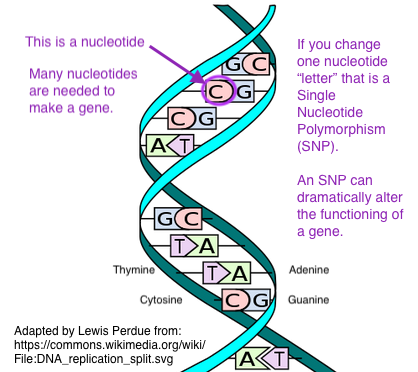 GenesAndPolymorphisms-Lew