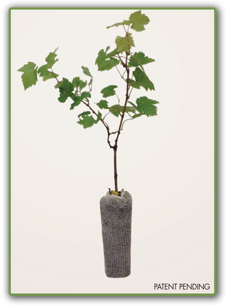 RootSock2