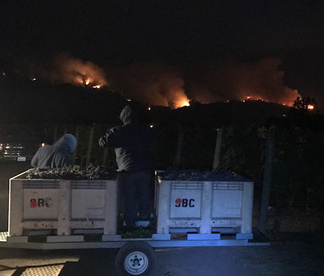 Harvesting grapes at Saddleback vineyards. Photo by: Jack Oliver