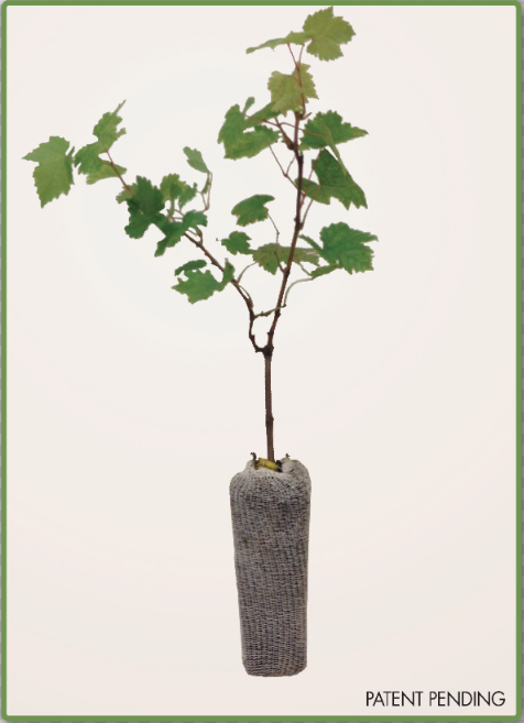 <h3>The New Vintage Root Sock</h3>